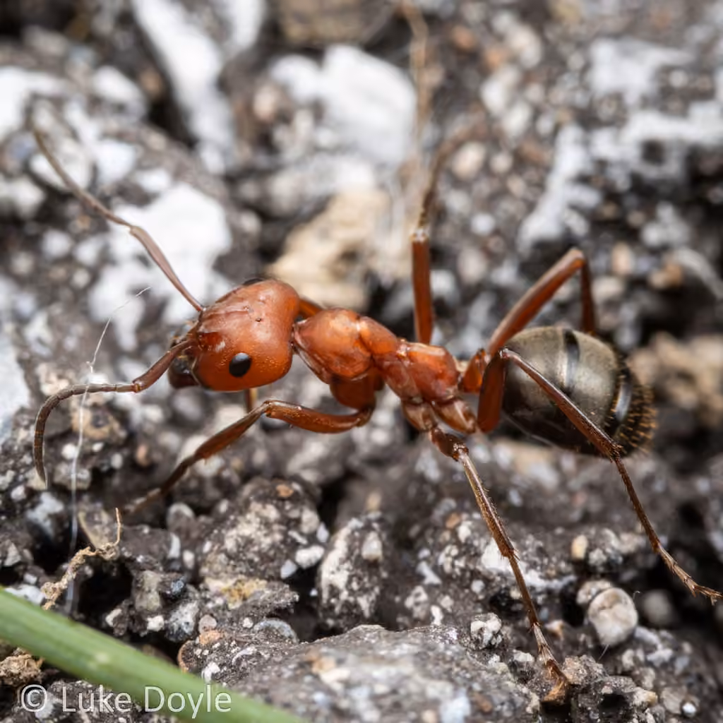 Ruddy Slave-making Ant, photo 1 of 5