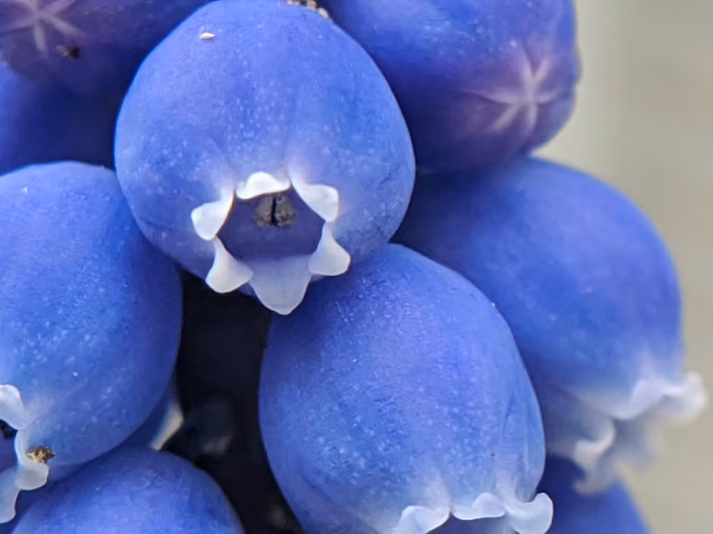 Common grape hyacinth, In flower