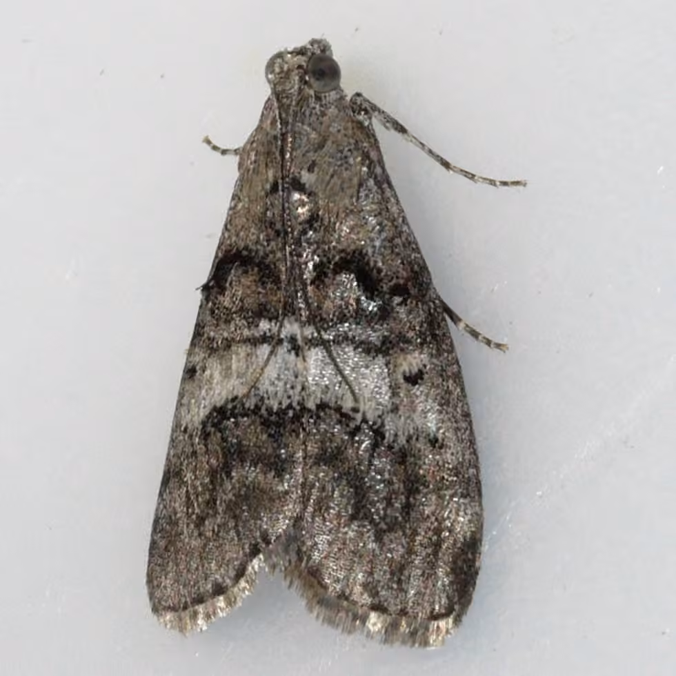 Maple Webworm Moth, photo 3 sur 5