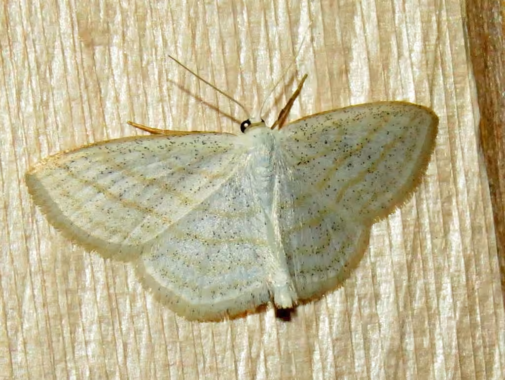 Four-lined Wave Moth, Adult