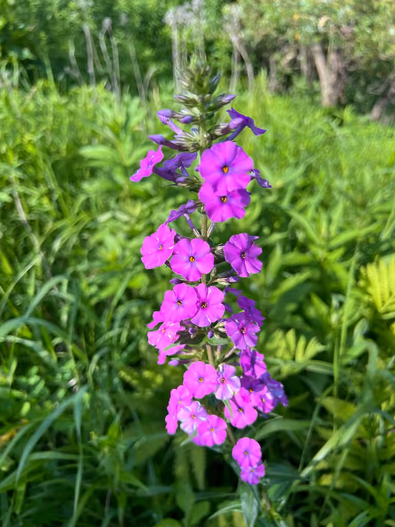 Phlox maculé, En fleurs