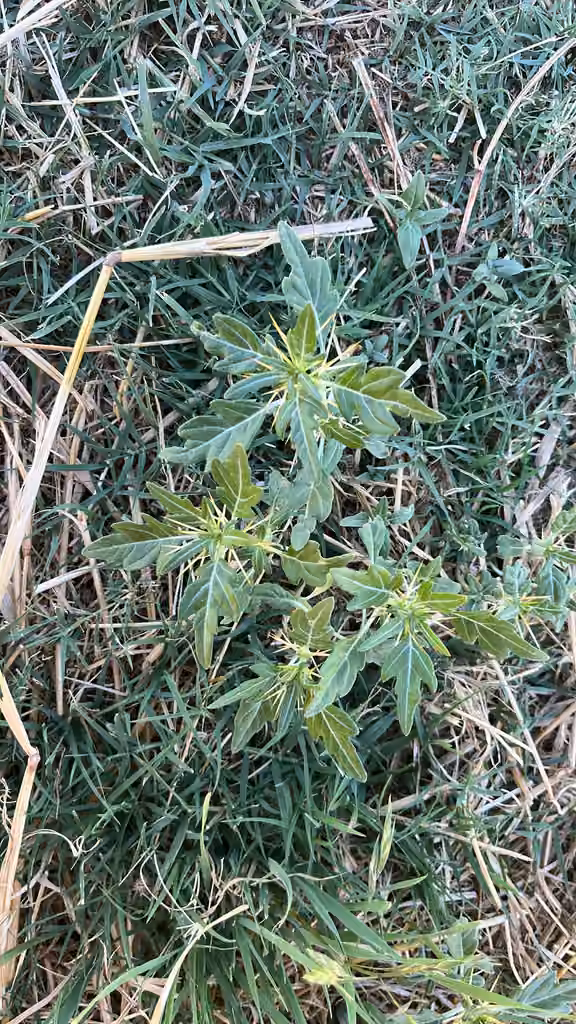 spiny cocklebur, No flowers or fruits