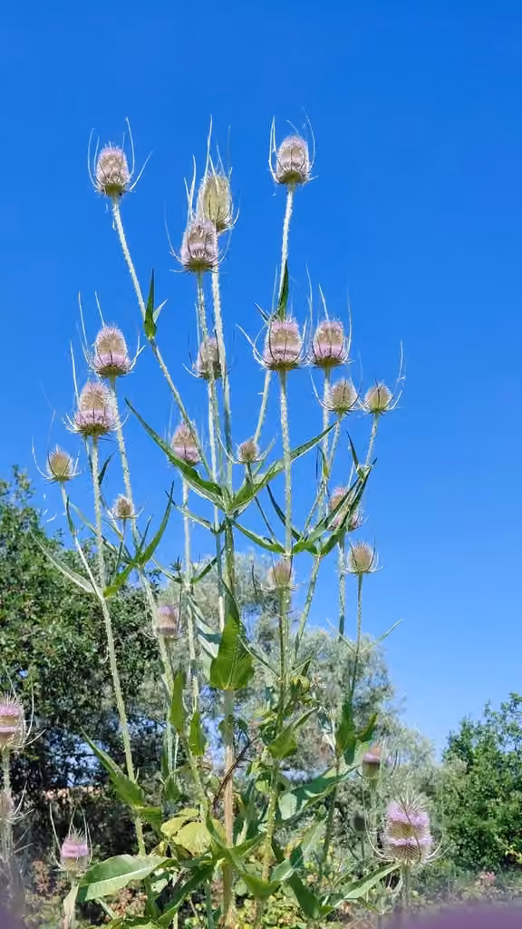 Cardère des bois, En fleurs
