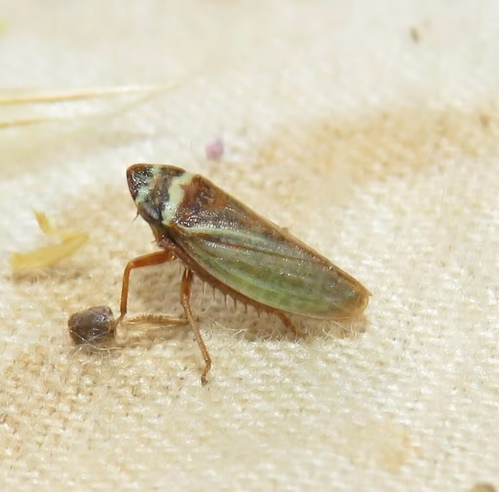 Girdled Leafhopper, photo 3 sur 5