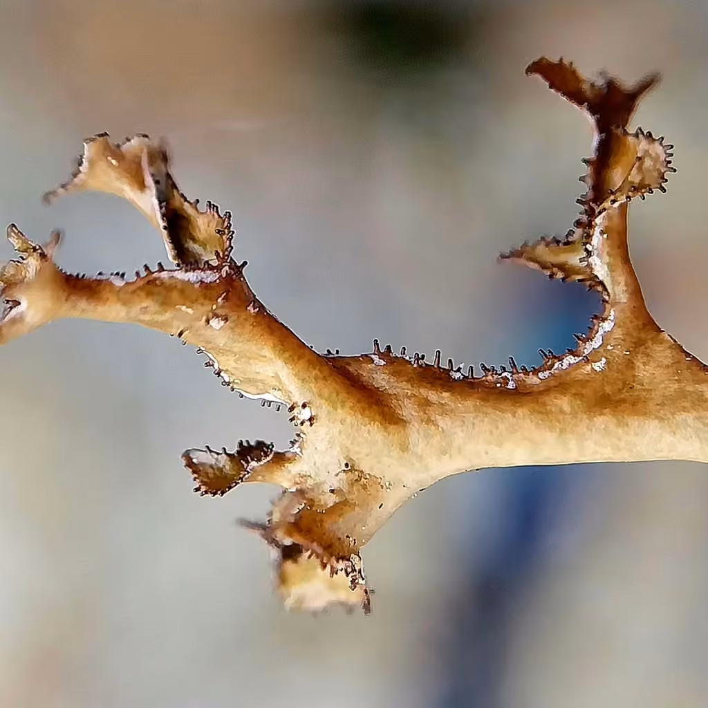 Cetraria lichen, photo 2 of 5