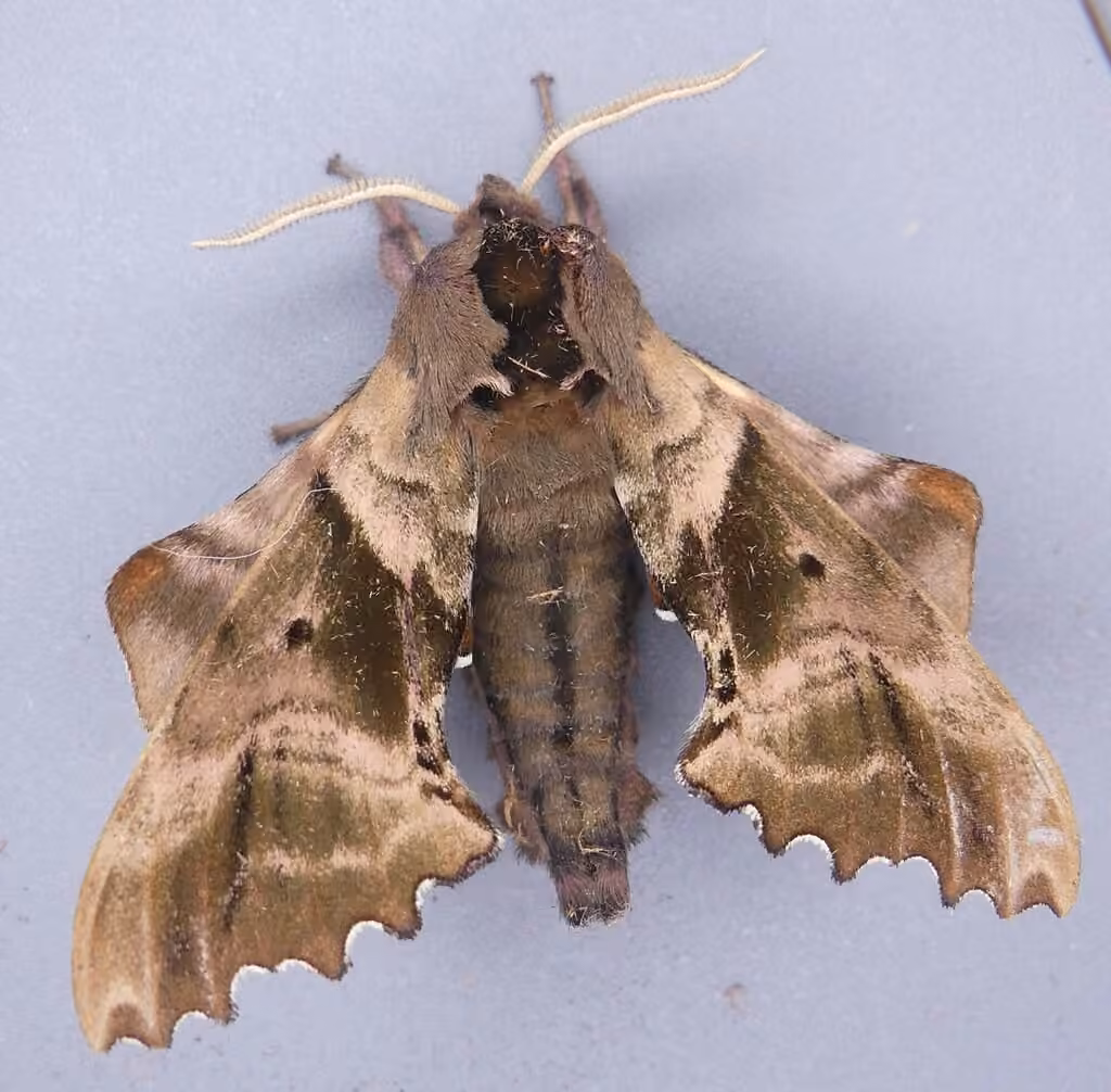 Sphinx aveugle, Mâle