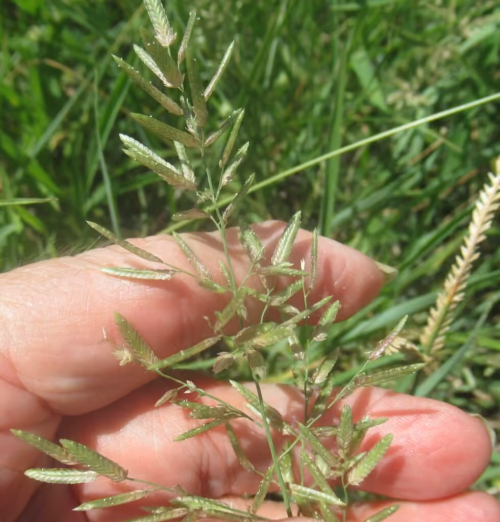 Stinkgrass, In flower