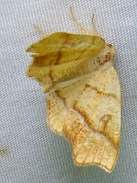 Hollow-spotted Plagodis Moth, photo 2 of 5