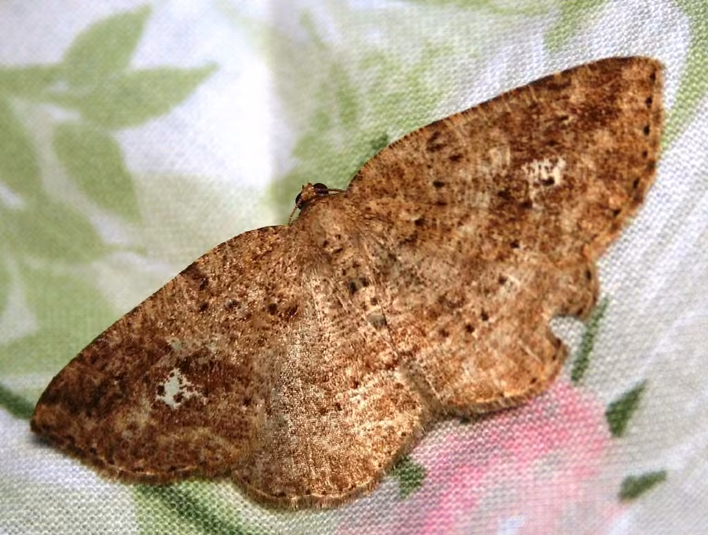 Pale Homochlodes Moth, photo 2 sur 5