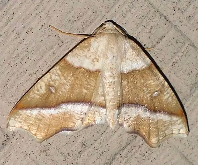 Hollow-spotted Plagodis Moth, photo 1 of 5