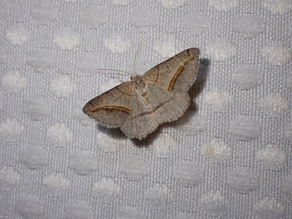 Yellow-lined Angle, photo 2 sur 5