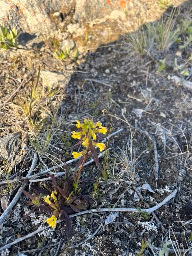 Labrador lousewort, In flower