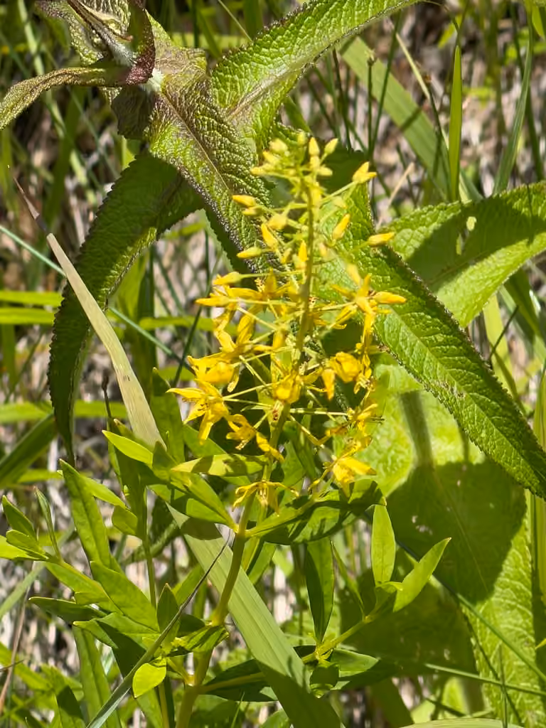 Lysimaque terrestre, En fleurs