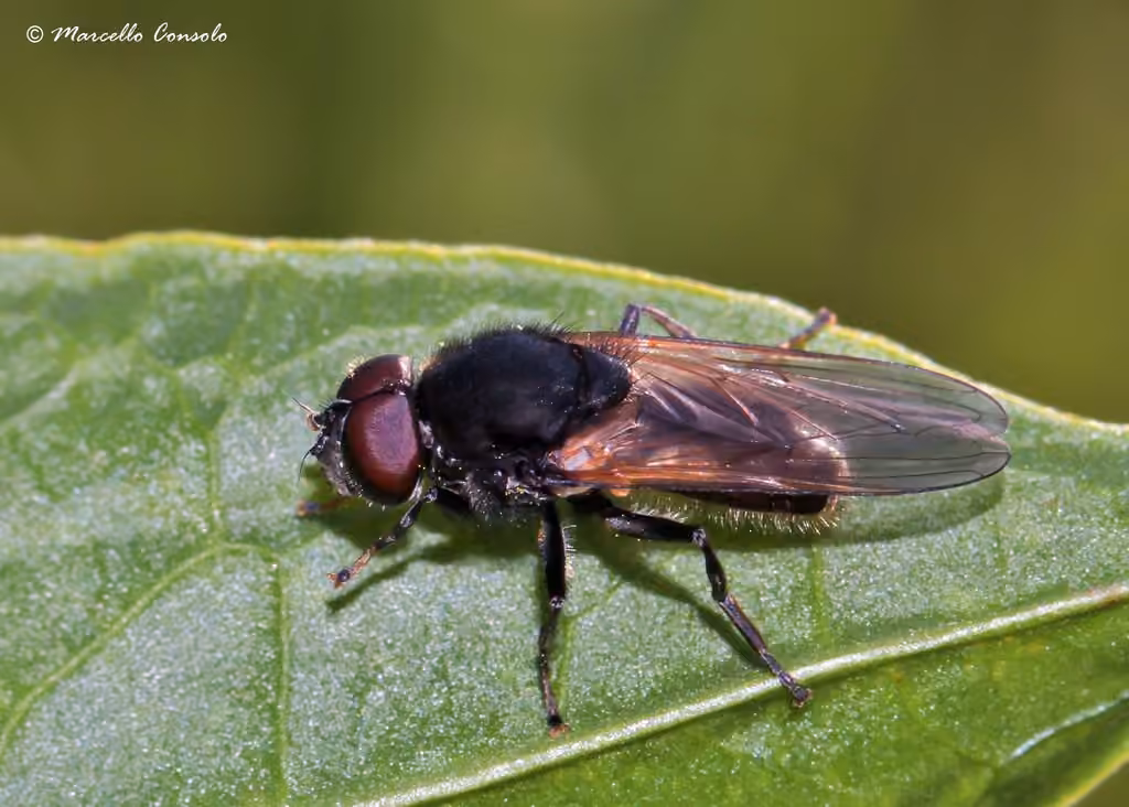 Buttercup Blacklet, photo 1 of 5