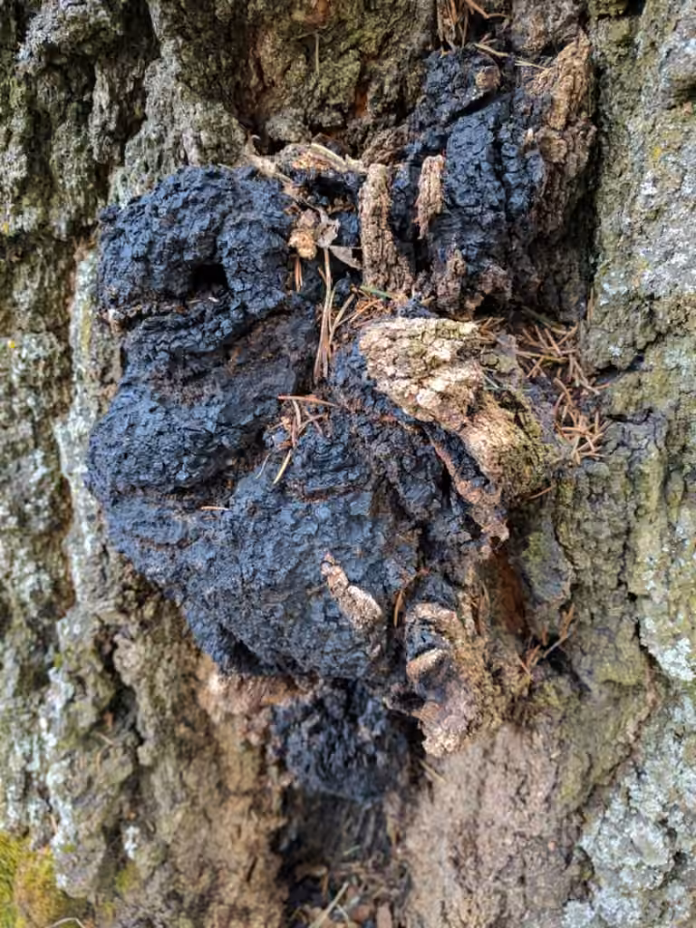 Polypore Incrusté, photo 3 sur 5