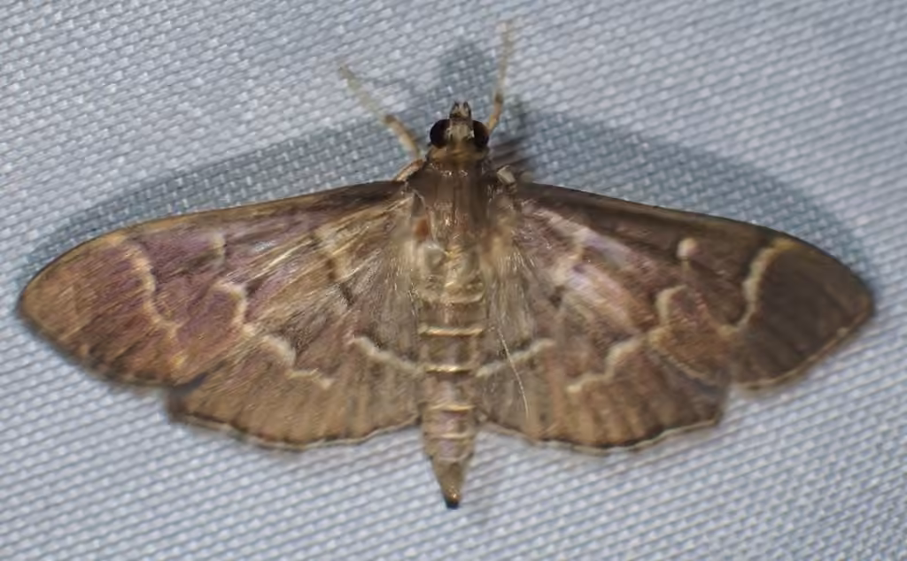 Scraped Pilocrocis Moth, photo 2 of 5