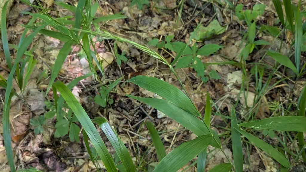 Brachyélytre du Sud, En fruits