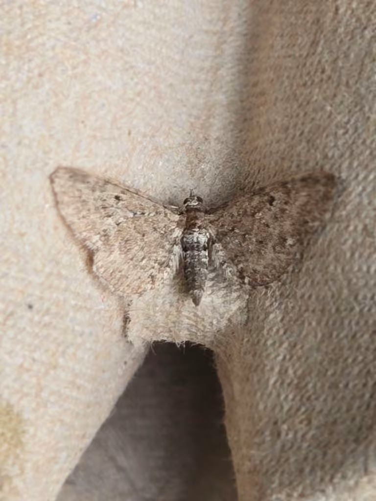 Eupithécie satyre, Mâle