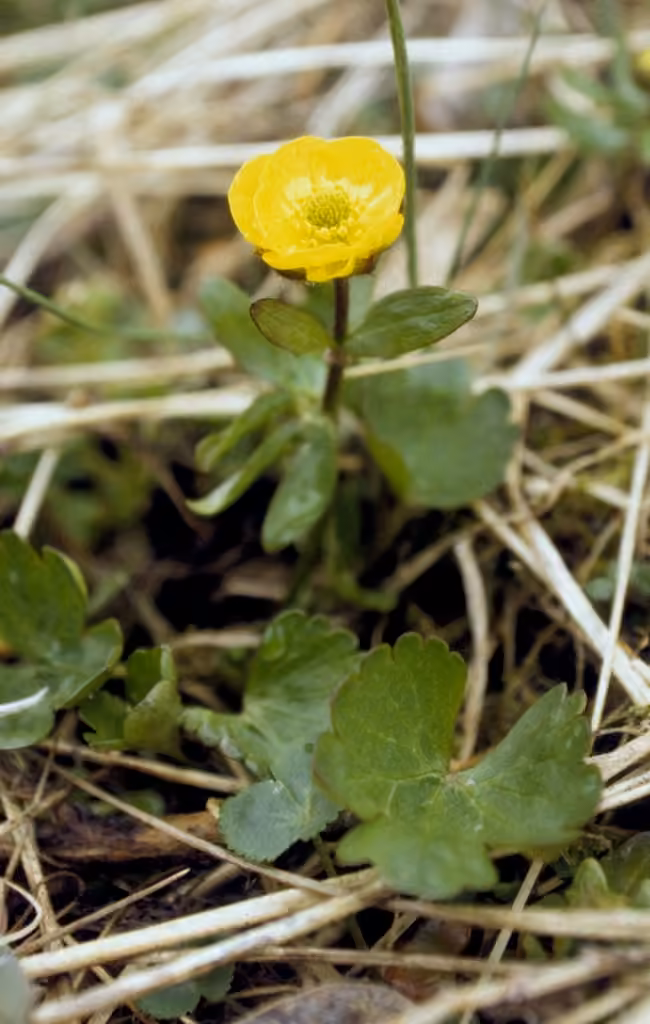 Sulphur buttercup, In flower