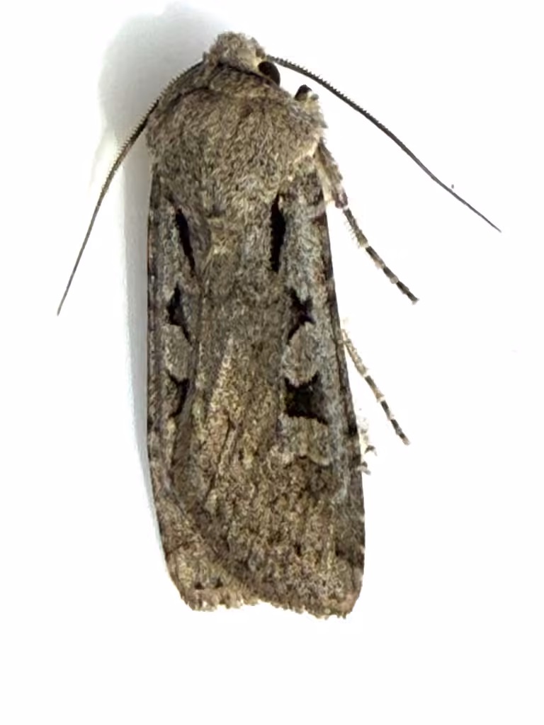 Early cutworm, photo 3 of 5