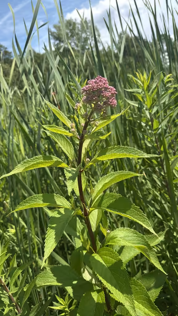 Eupatoire maculée, En boutons