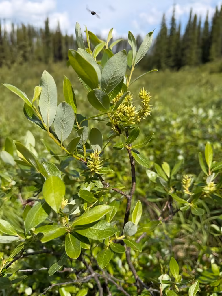 Grayleaf willow, In fruit