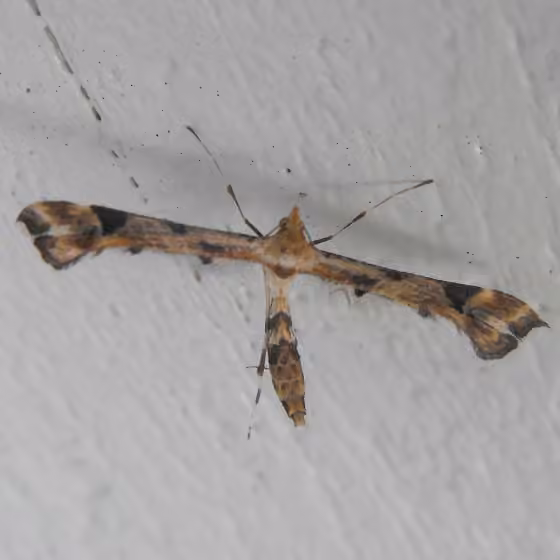 Artichoke Plume Moth, photo 2 of 5