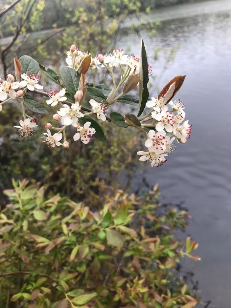 Aronie à feuilles d'arbousier, En fleurs