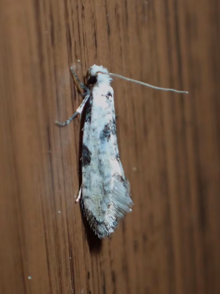 Nemapogon tylodes, Adult
