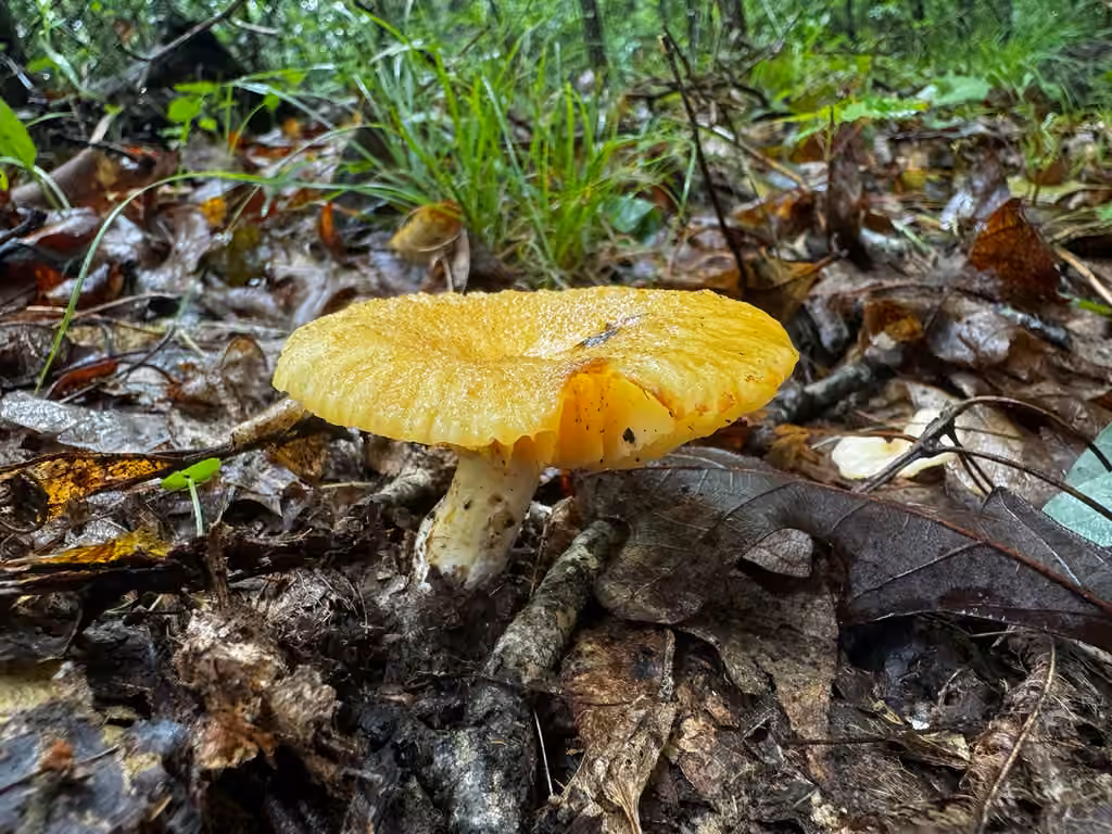 Russula earlei, photo 3 sur 5