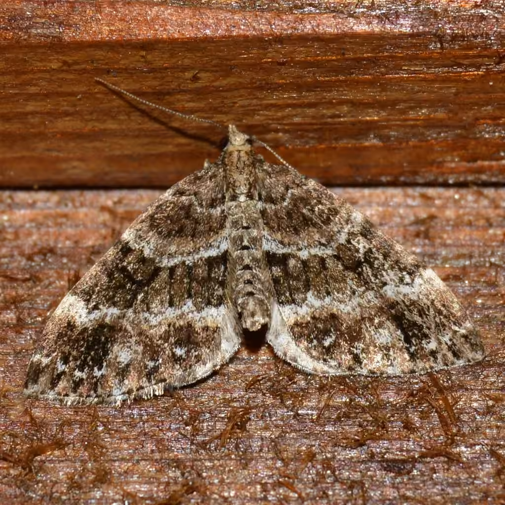 Grand Rivulet Moth, Adult
