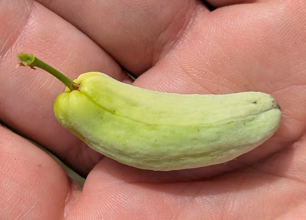 Taphrina communis, photo 2 of 5