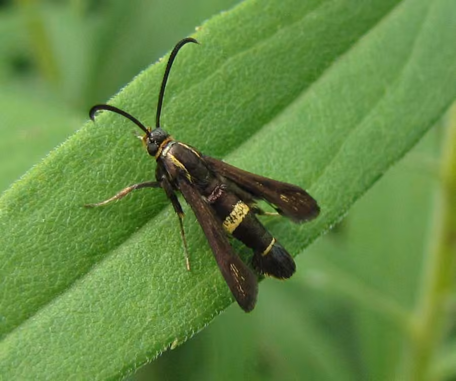 Boneset Borer Moth, photo 1 sur 5