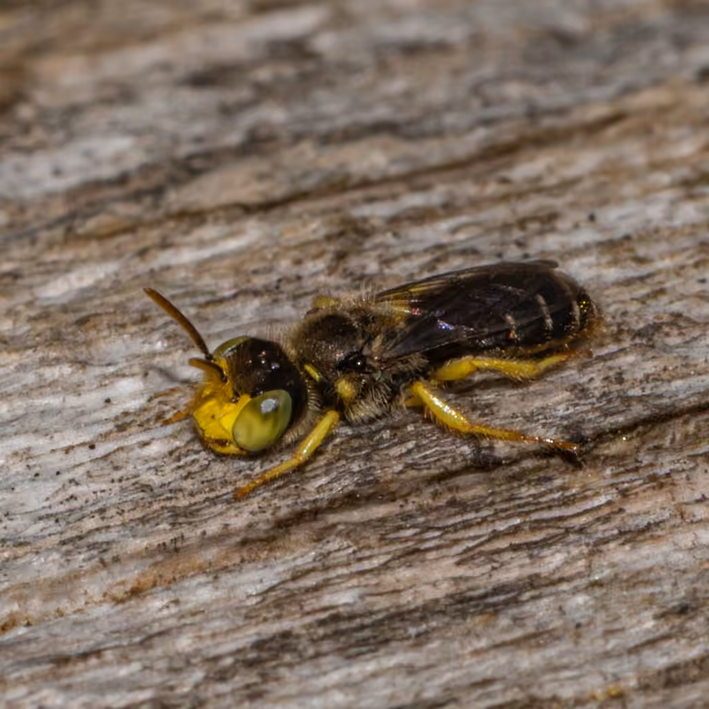 Eastern Miner Bee, Male