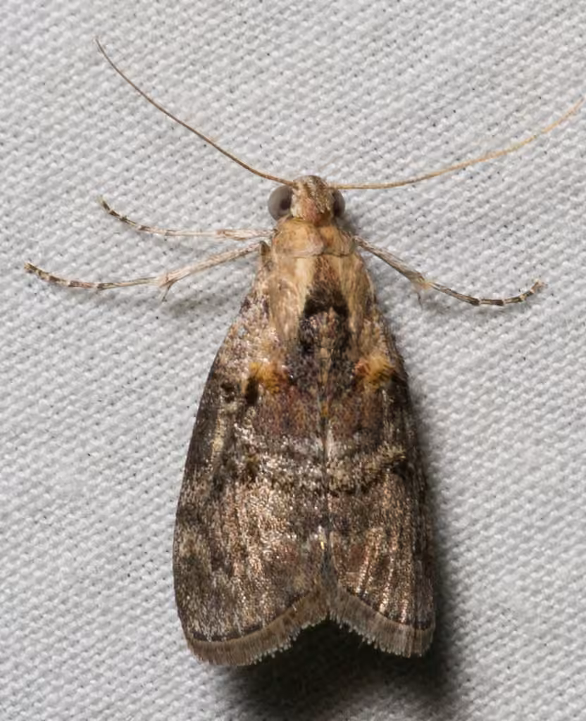 Striped Oak Webworm Moth, photo 1 sur 5