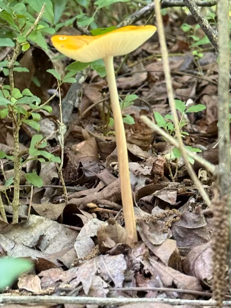 Oudemansiella incognita, photo 3 sur 5