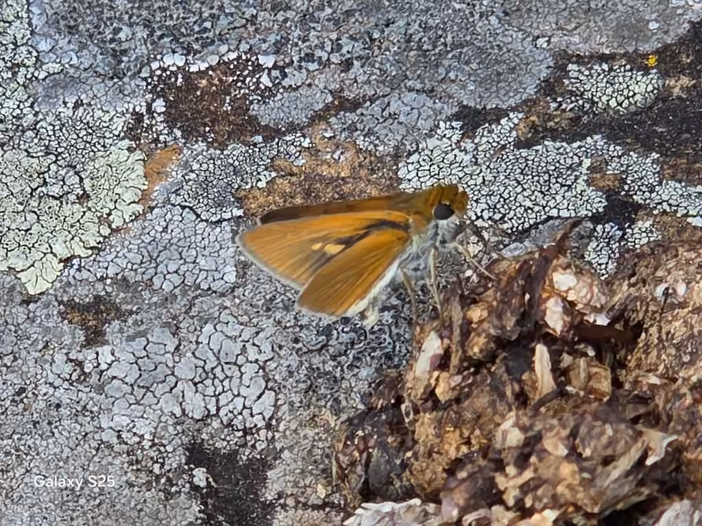 Two-spotted Skipper, Male