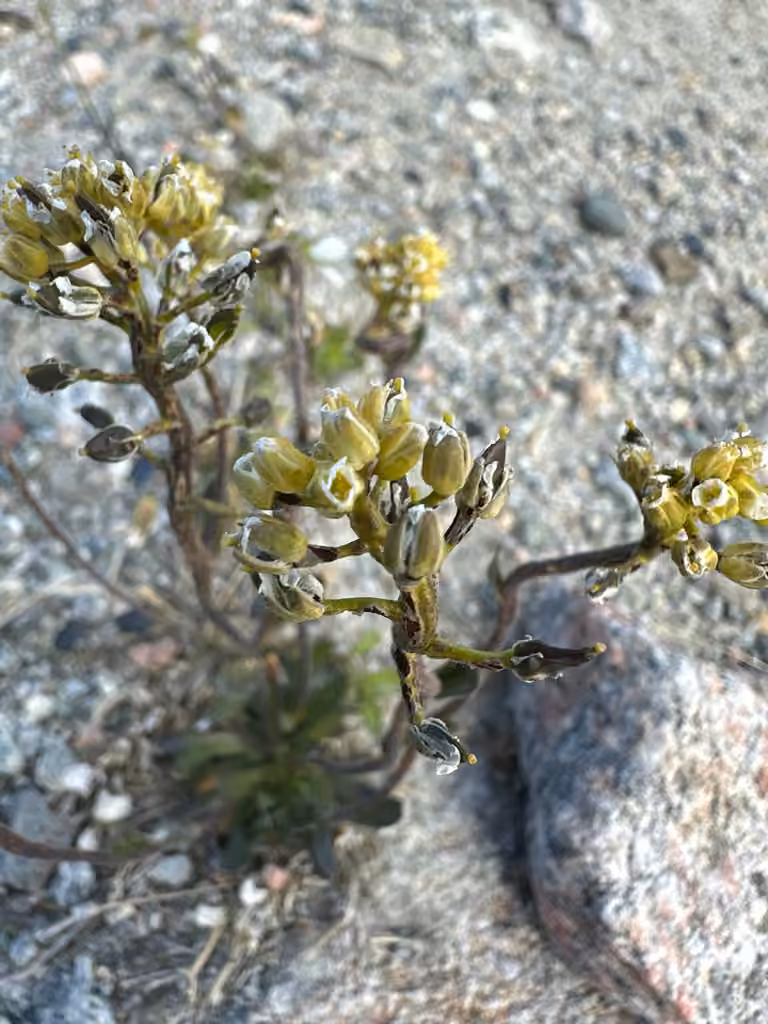 Smooth draba, In fruit