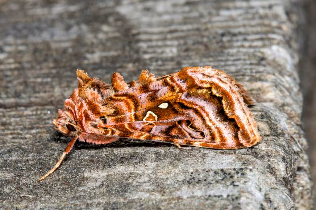 Wavy Chestnut Υ Moth, Adulte