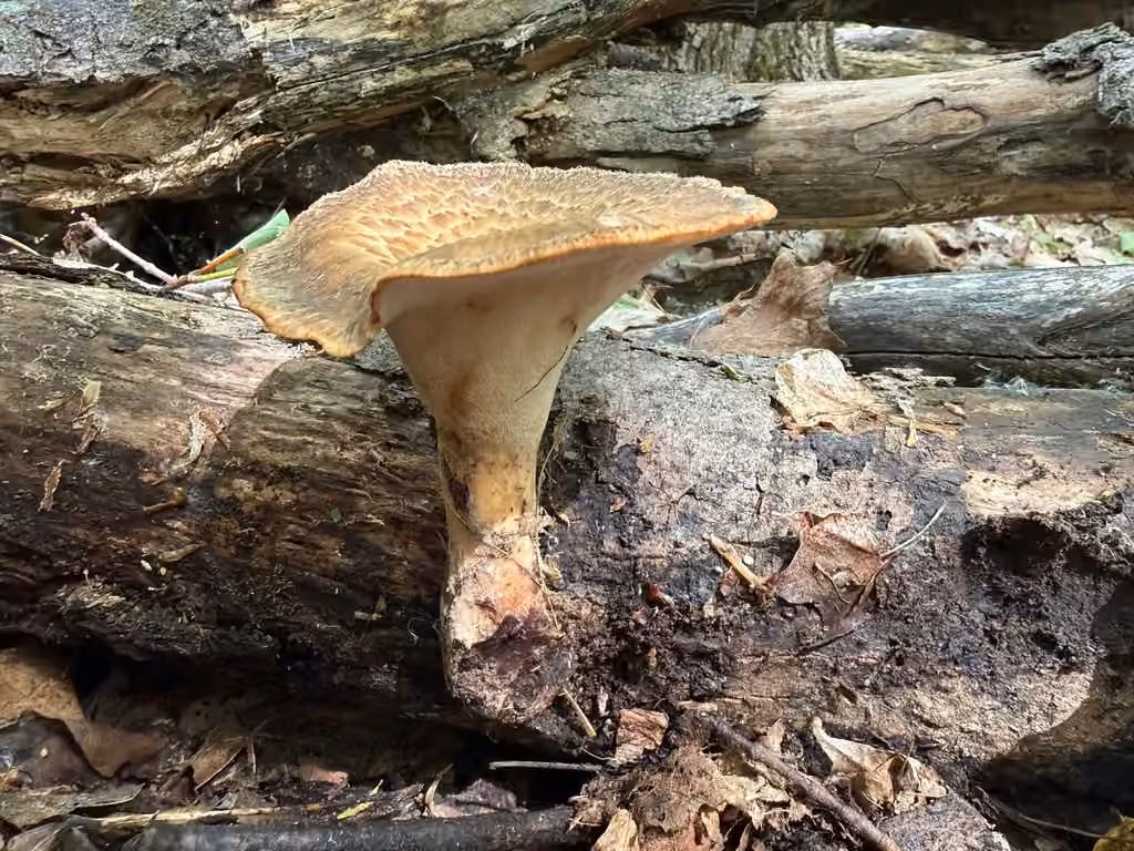 Polypore du hêtre, photo 3 sur 5