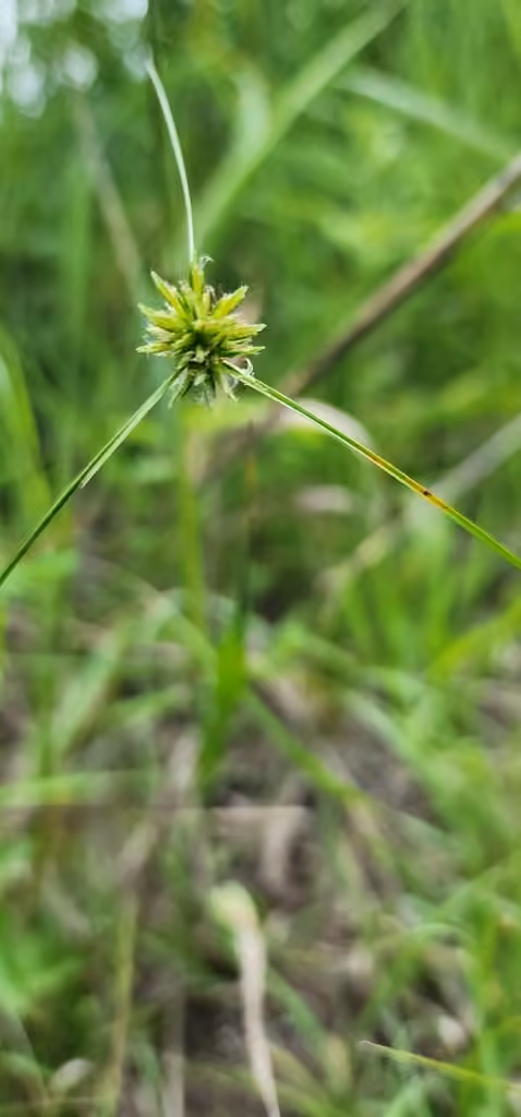 Souchet petit-houblon, En fleurs