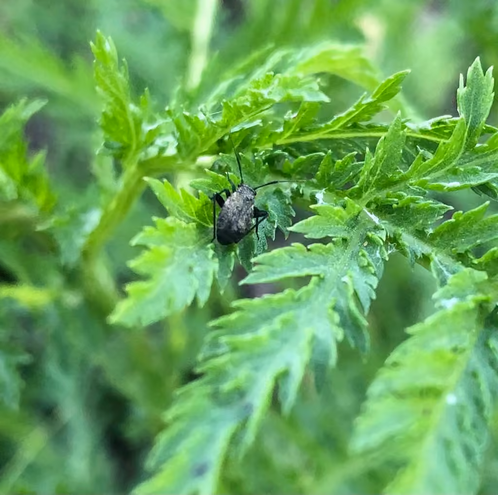 hairy plant bug, Femelle