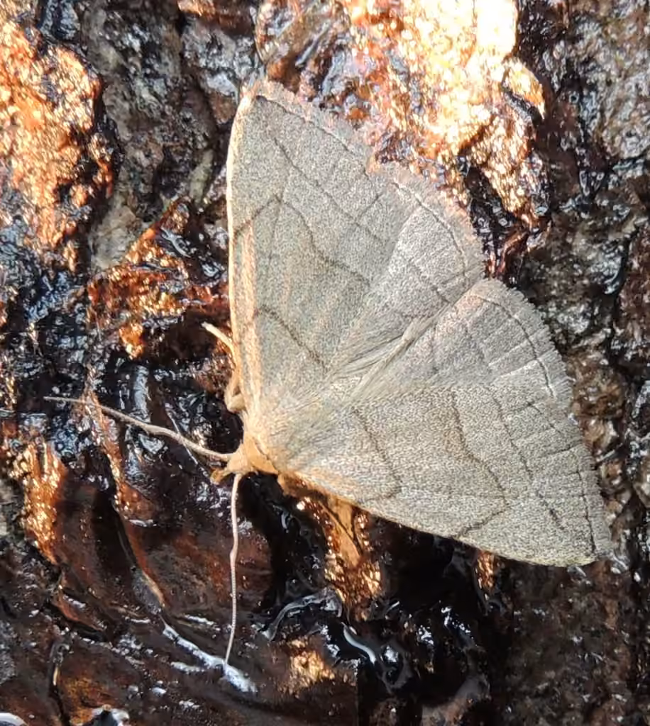 Grayish Fan-foot, photo 3 sur 5
