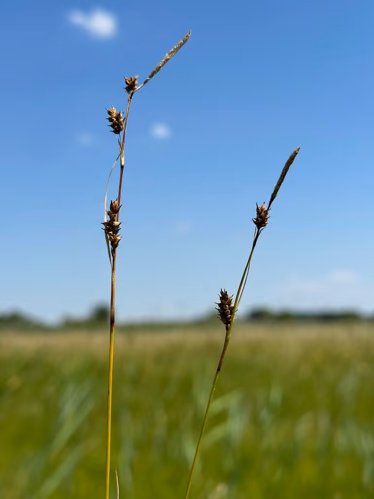Carex de Host, En fruits
