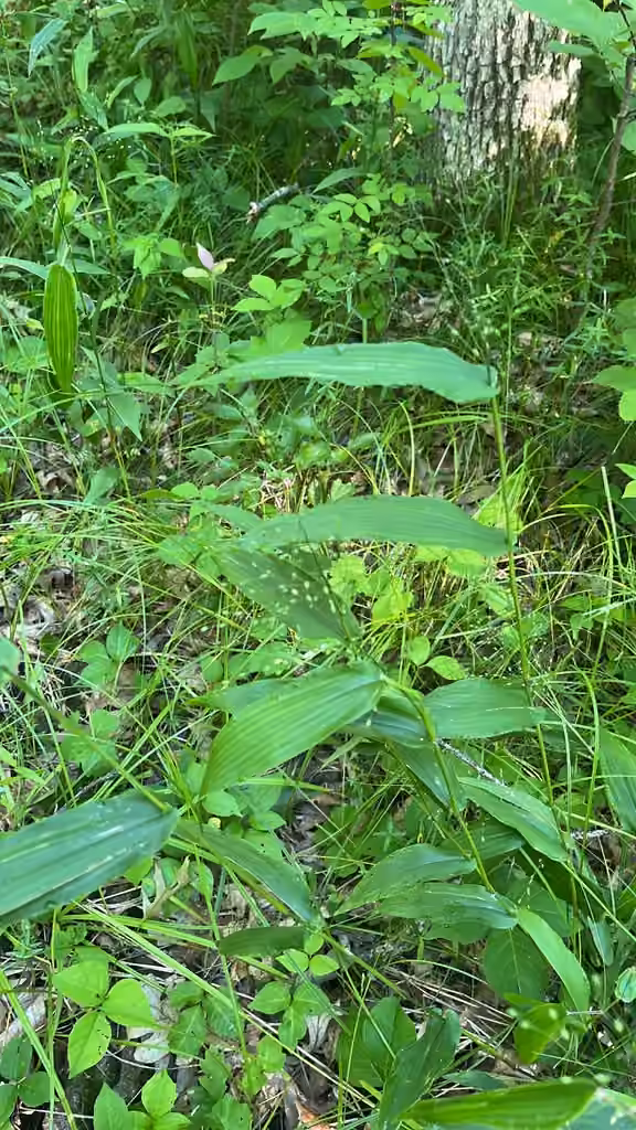 Broad-leaved panicgrass, In flower