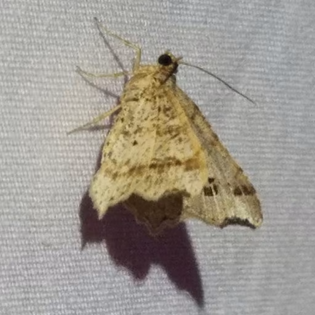 Common Angle, photo 3 sur 5