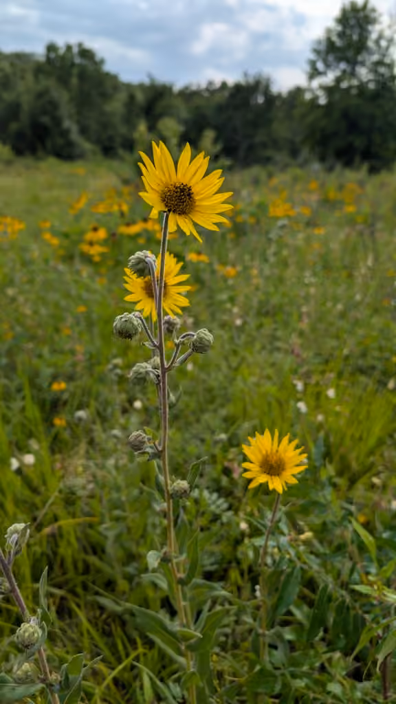 Hélianthe soyeux, En fleurs