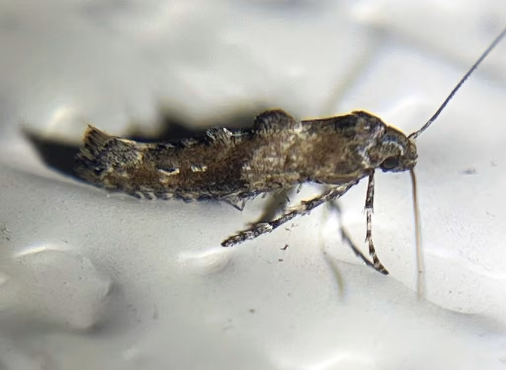 Epermenia albapunctella, photo 3 sur 5