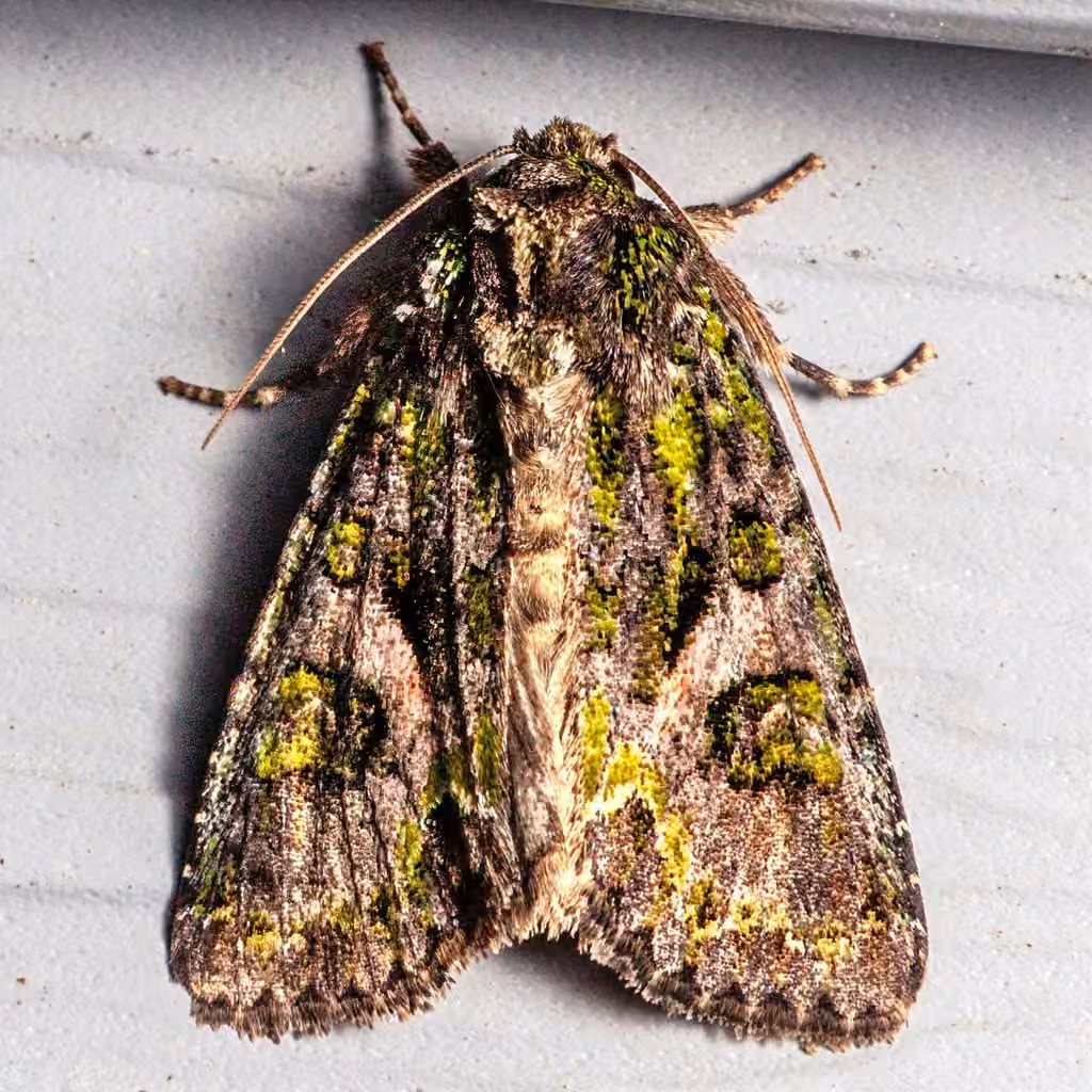 Emerald-dusted Sallow, photo 3 sur 5