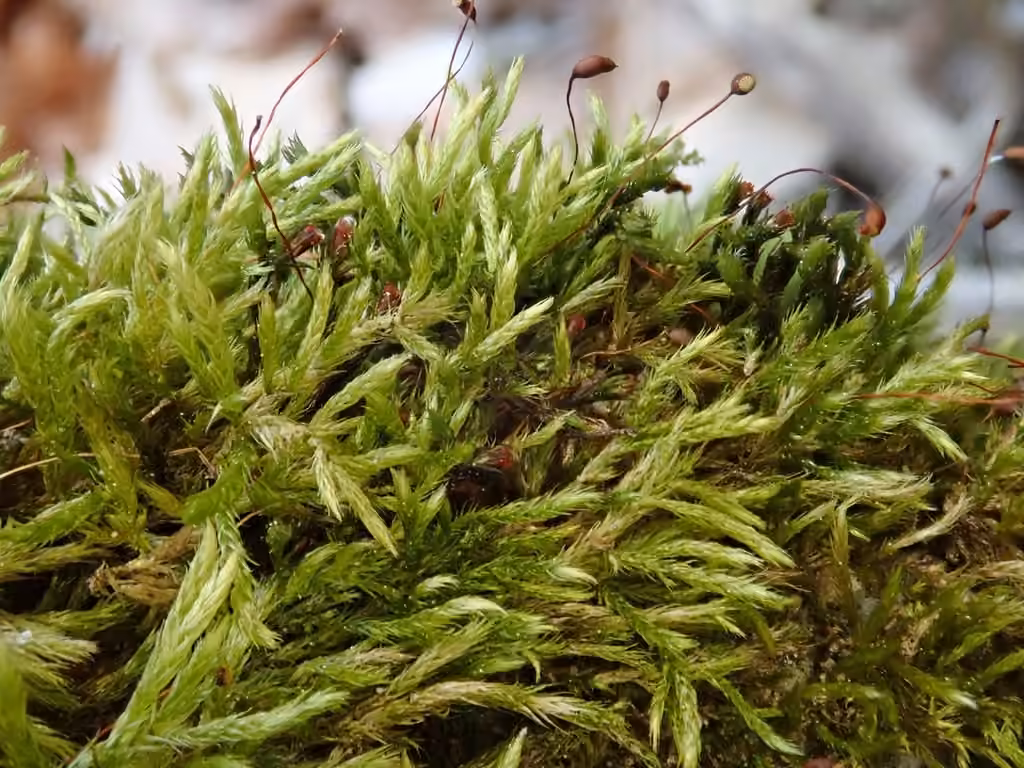 Matted Feather-moss, photo 1 of 5